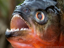 dentition-piranha.jpg